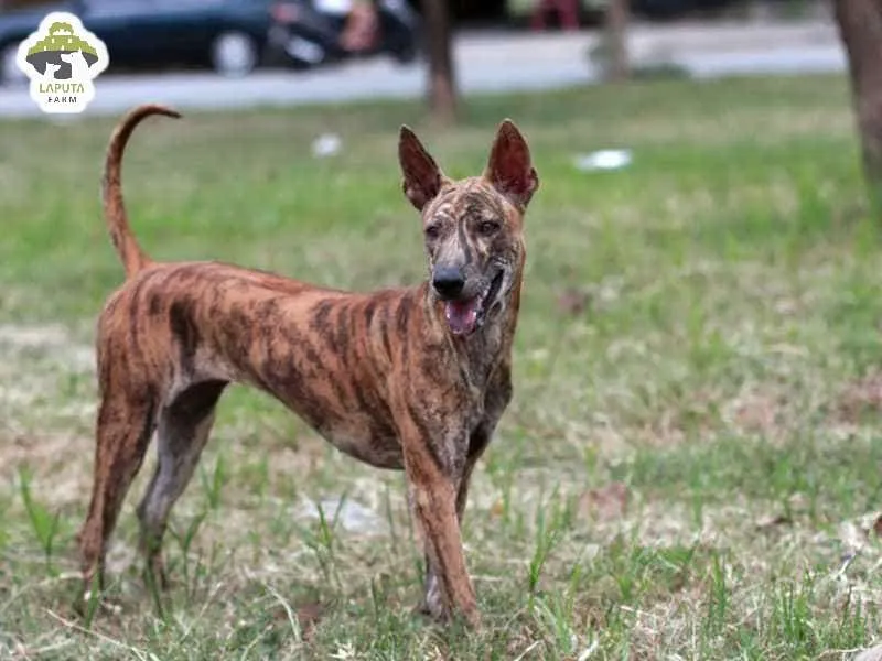 Một chú chó Phú Quốc trưởng thành đang đứng trên bãi biển