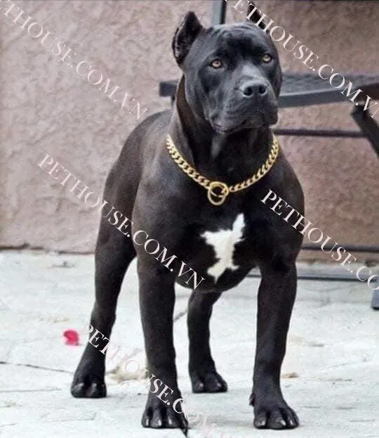 Một chú chó Pitbull trưởng thành mạnh mẽ tại TPHCM, minh chứng cho sức khỏe và ngoại hình vượt trội.