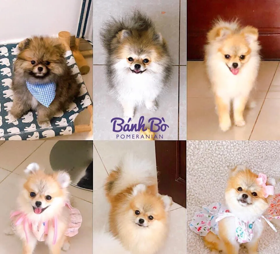 Một chú chó Pomeranian trưởng thành với bộ lông kép dày, minh họa cho giai đoạn hoàn thiện sau khi chó phốc sóc mấy tháng thì thay lông xong.