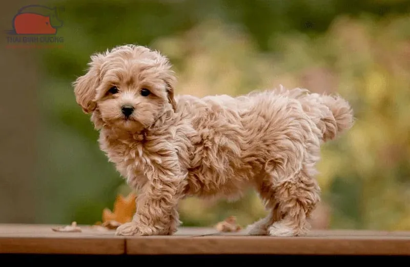 Một chú chó Poodle lai đang chơi đùa