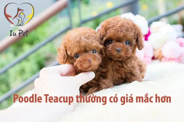 Một chú chó Poodle Teacup nhỏ bé đang được đặt trên tay người nuôi, minh họa sự nhỏ gọn và hiếm có