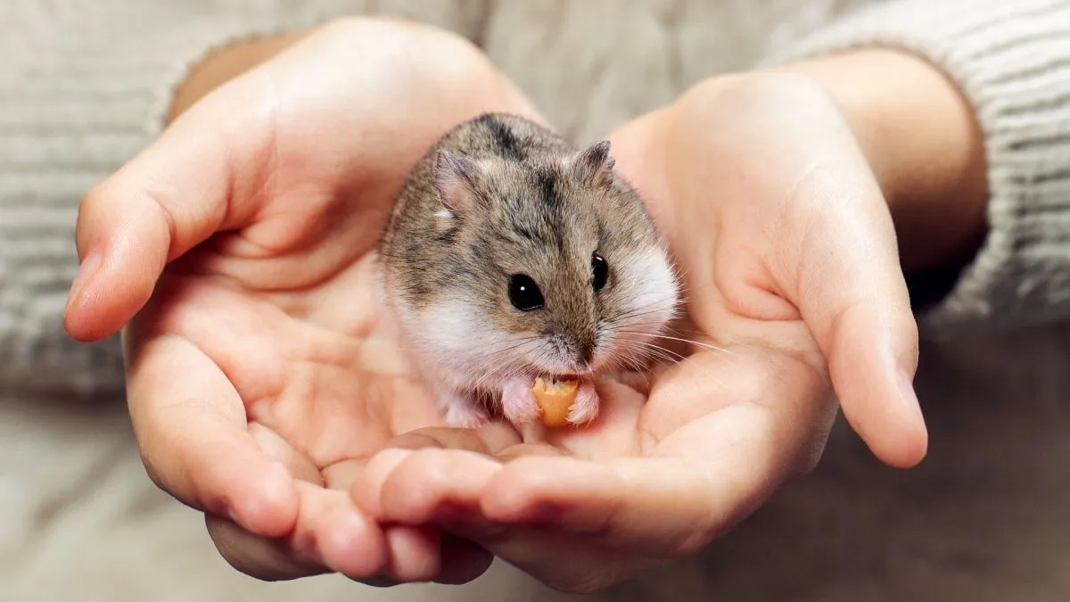 Một chú chuột Hamster đang ngồi cạnh nhiều loại hạt khô, thể hiện bản năng tích trữ thức ăn.