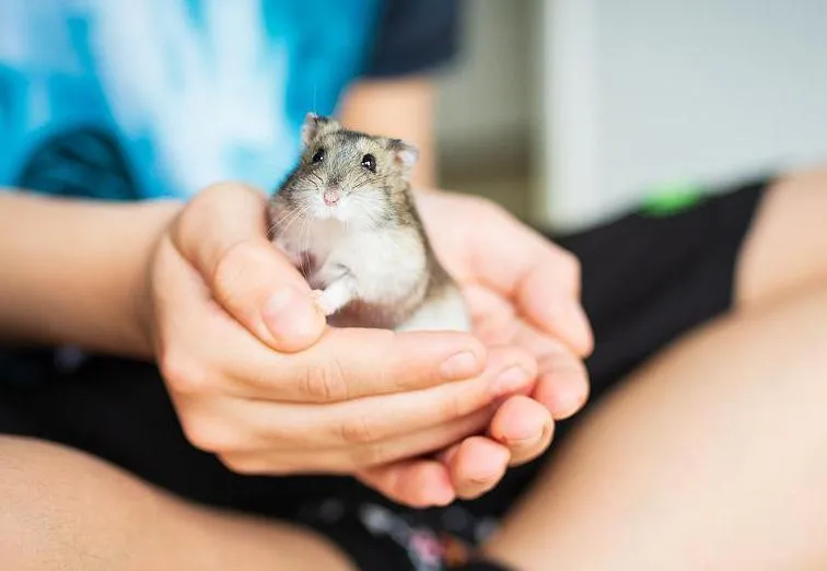 Một chú chuột Hamster khỏe mạnh, có bộ lông bóng mượt và đôi mắt đen sáng.