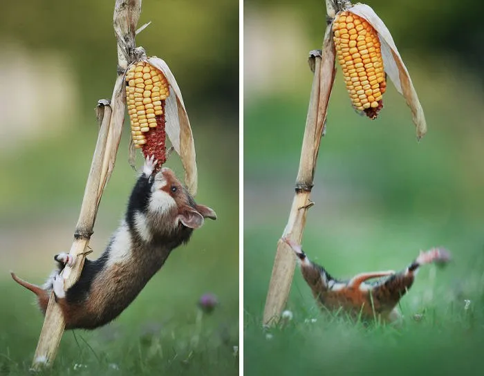 Một chú chuột hamster ngã lăn quay trên nền đất, có thể do mệt mỏi hoặc quá tải thức ăn