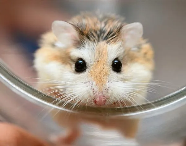 Một chú chuột Hamster Roborovski nhỏ bé, hiếu động đang nằm trên tay người chăm sóc.