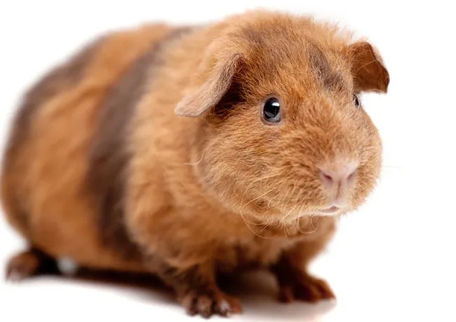 Một chú chuột lang lông dài mượt màu trắng và cam đang được chủ nhân chải lông bằng lược nhỏ