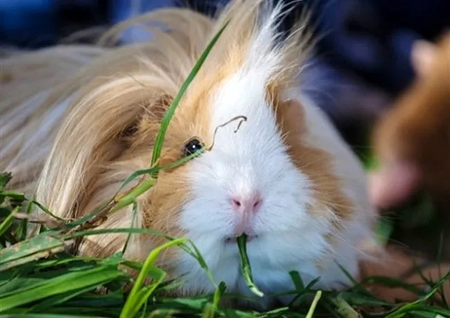 Một chú chuột lang lông vàng và trắng đang ăn cỏ khô từ khay đựng trong lồng