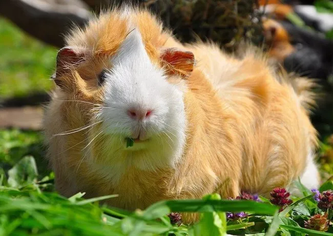 Một chú chuột lang với bộ lông xù rối màu nâu sẫm, thể hiện rõ hàm răng cửa lớn