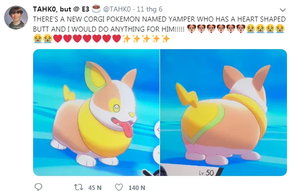 Một chú Corgi đang được chải chuốt cẩn thận, nhấn mạnh tầm quan trọng của việc chăm sóc lông hàng ngày.