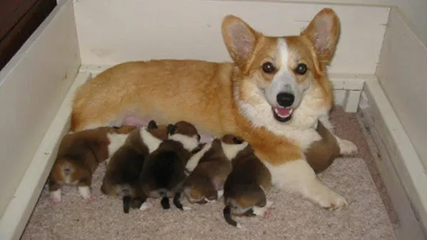 Một chú corgi đứng trước bát đựng đồ ăn cho chó corgi