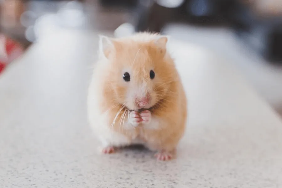 SHOP Chuột Hamster Luna: Hướng Dẫn Chăm Sóc Toàn Diện Từ Chuyên Gia