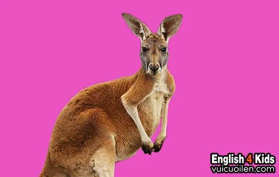 Một chú kangaroo con (joey) đang chui trong túi mẹ, minh họa từ vựng chuyên biệt về loài thú có túi.