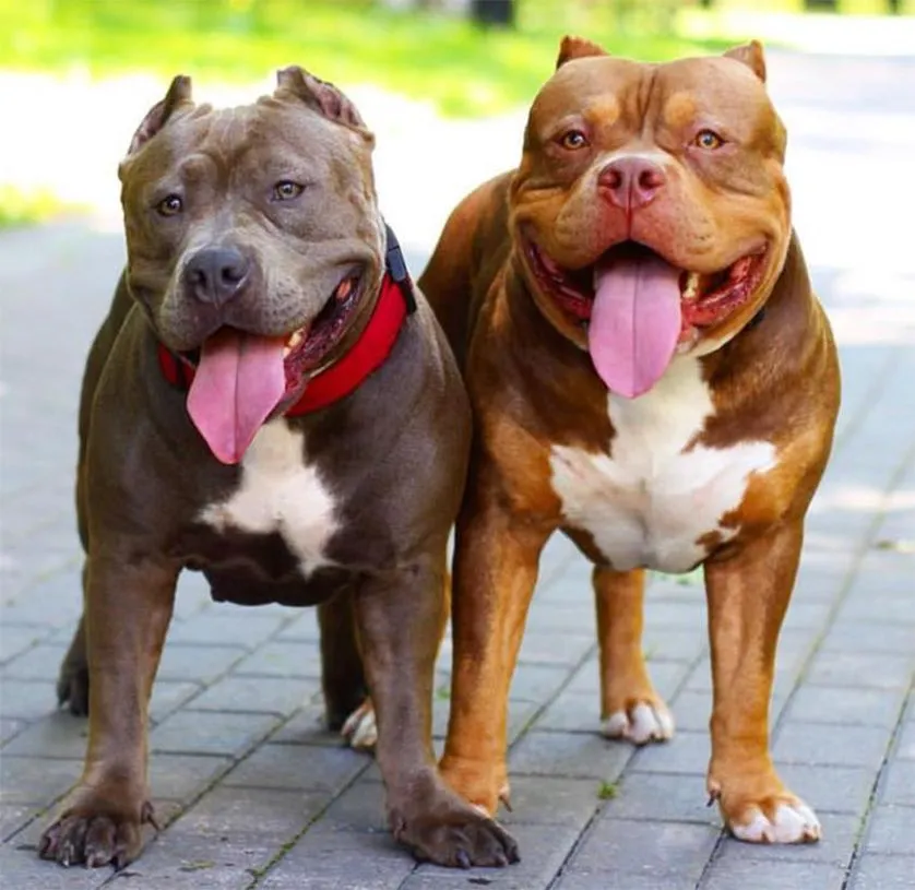 Một chú Pitbull hiền lành được chụp trong vườn nhà