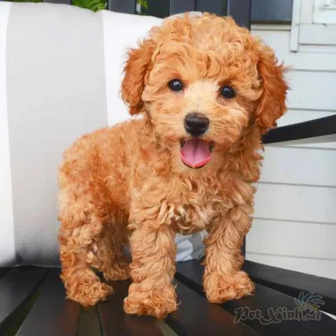 Một chú Poodle Toy màu trắng đang chơi đùa, thể hiện sức khỏe tốt và độ thuần chủng cao