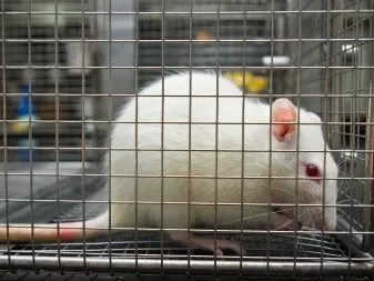 Một con chuột bạch kiểng đang nghỉ ngơi trong lồng ngủ bằng gỗ