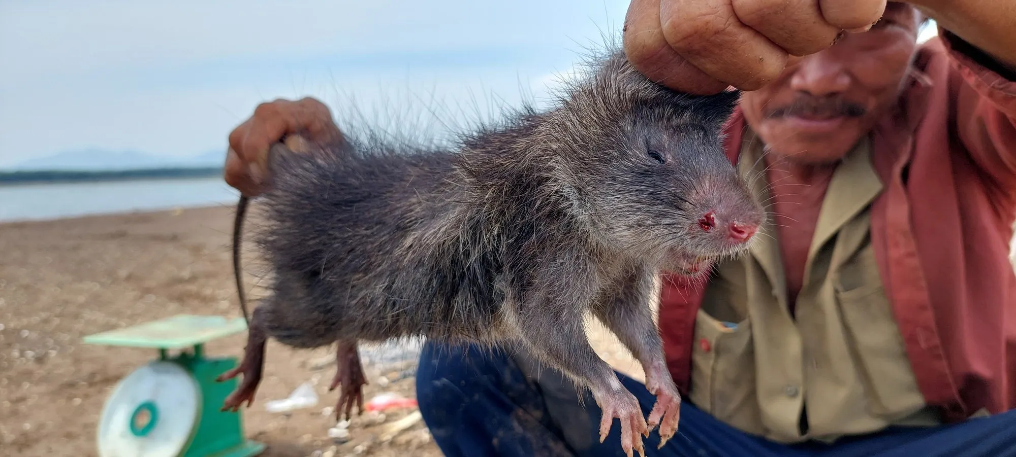 Một con chuột cống nhum trưởng thành có trọng lượng từ 0,5 đến 1kg