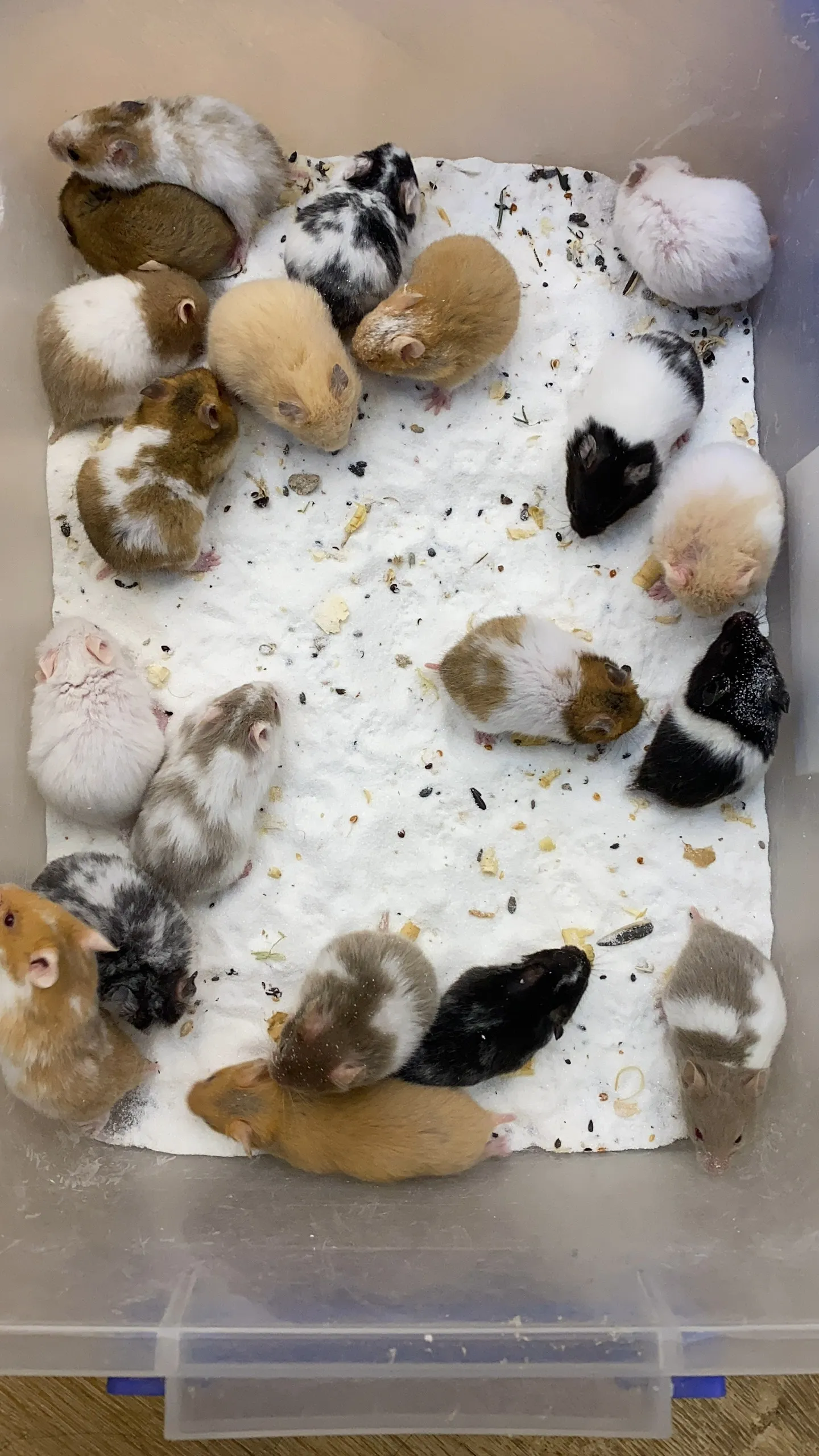 Một con chuột Hamster Bear lông vàng kem đang hoạt động