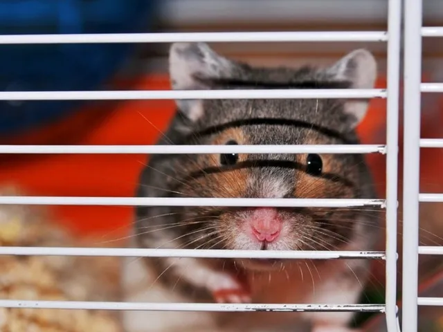 Một con hamster winter white đang ngồi trong lòng, với tay cầm một củ cà rốt nhỏ, bên cạnh là bánh xe chạy và đồ dùng vệ sinh chuồng