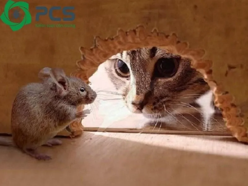 Một con mèo đang nhìn chằm chằm vào một góc khuất, thể hiện vai trò tự nhiên của mèo trong việc kiểm soát và đuổi chuột ra khỏi nhà