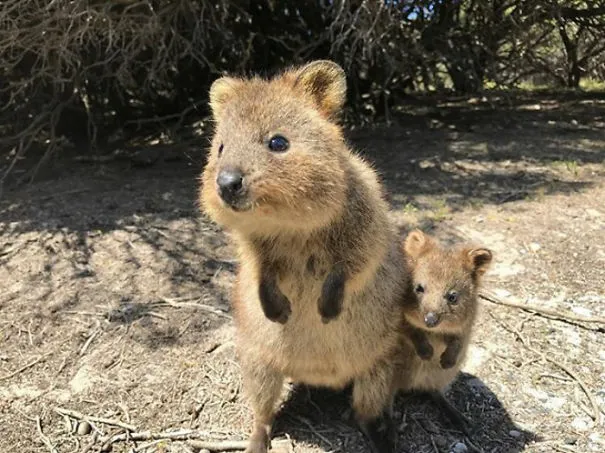 Một con quokka mẹ và quokka con (joey) đang di chuyển, minh họa cho chương trình bảo tồn
