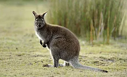 Một con Wallaby con (joey) đang được theo dõi cẩn thận, biểu thị việc chăm sóc chu kỳ sinh sản