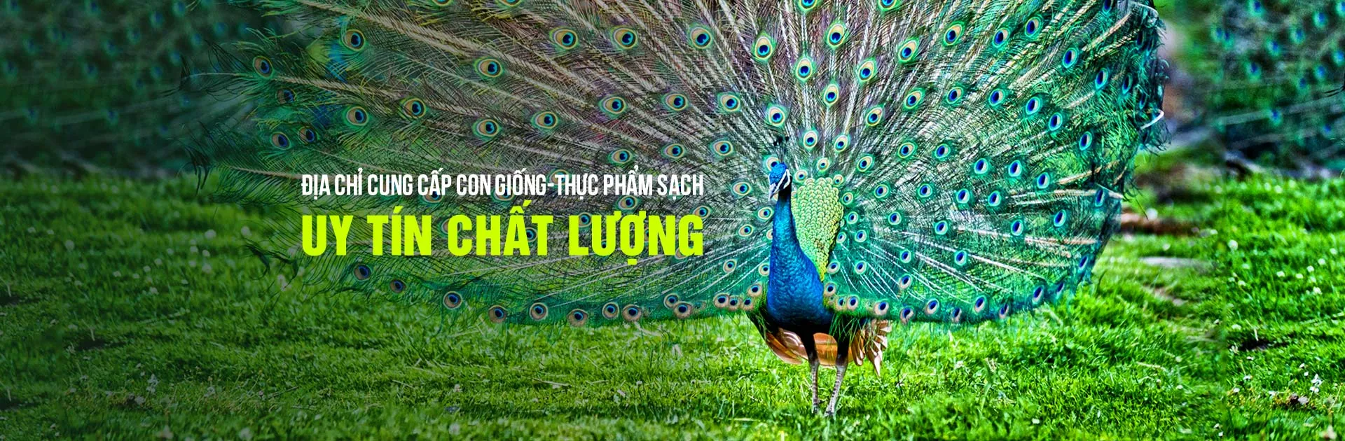 Một con Wallaby trưởng thành đang đi lại trong chuồng trại sạch sẽ, tượng trưng cho quá trình gây nuôi hợp pháp