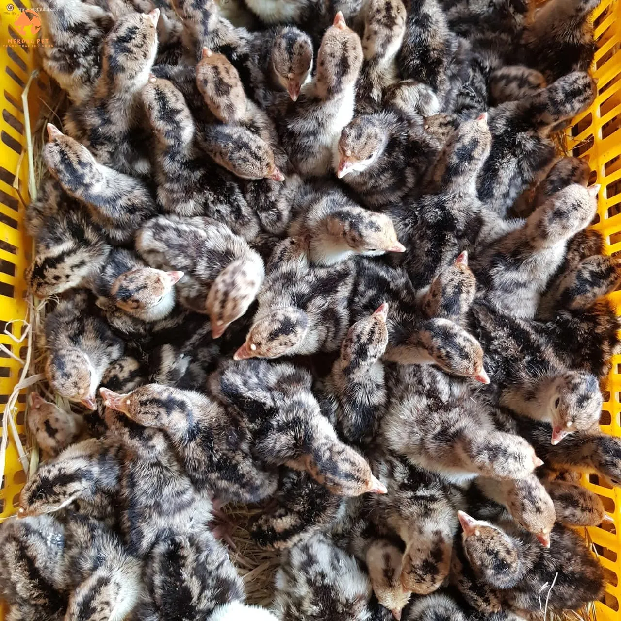 Một đàn gà con mới nở đang được nuôi úm trong chuồng, xung quanh là các máng ăn và máng nước nhỏ.