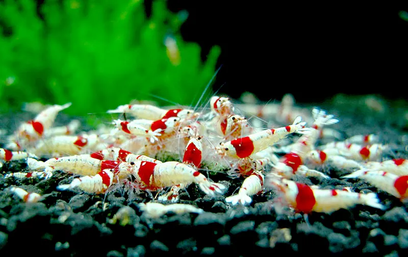 Một đàn tép ong đỏ PRL (Pure Red Line) đang kiếm ăn trên nền rêu, thể hiện màu sắc đỏ rực rỡ.