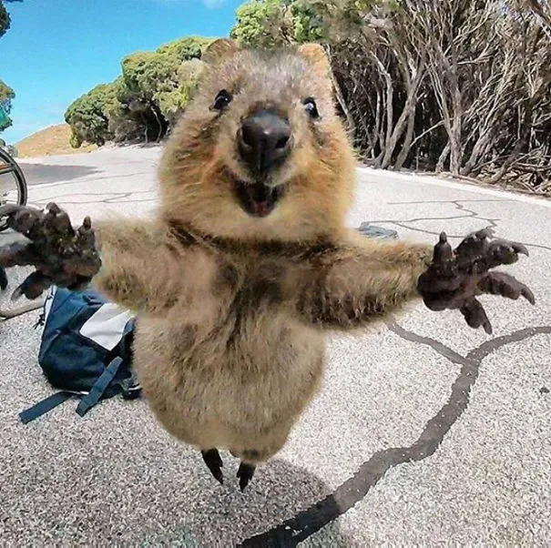 Một du khách đang chụp ảnh selfie cùng một con quokka thân thiện