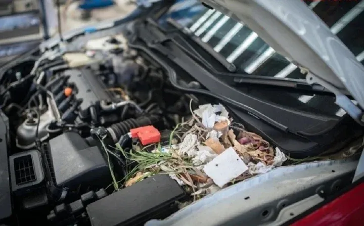 Một người đang cố định túi chống chuột treo vào một vị trí chắc chắn bên trong khoang động cơ xe ô tô, gần hệ thống dây điện.