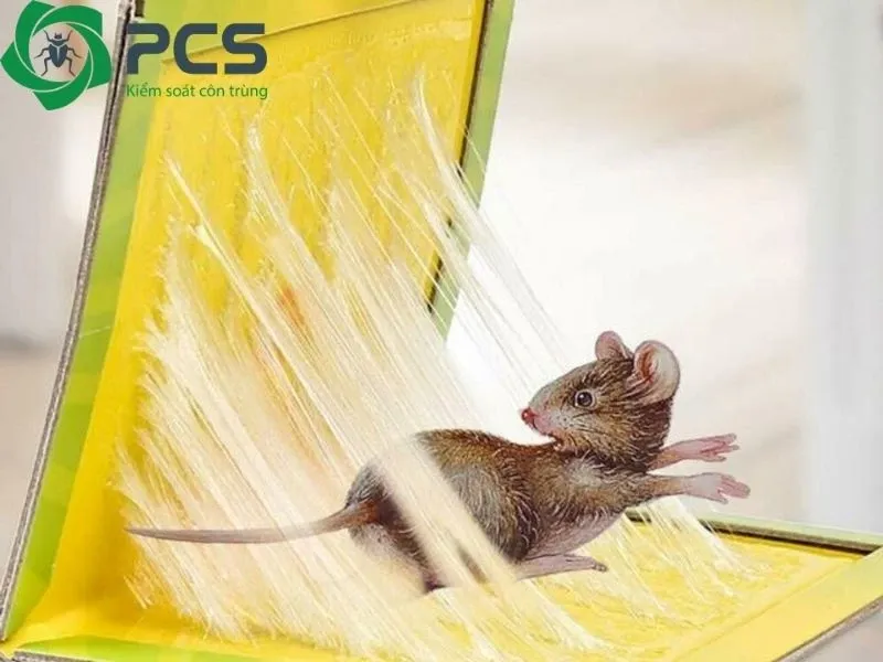 Một người đang đặt bẫy keo dính chuột (bẫy bã) và kiểm tra các vị trí nghi ngờ chuột đi qua trong góc nhà để tối ưu cách bẫy chuột trong nhà