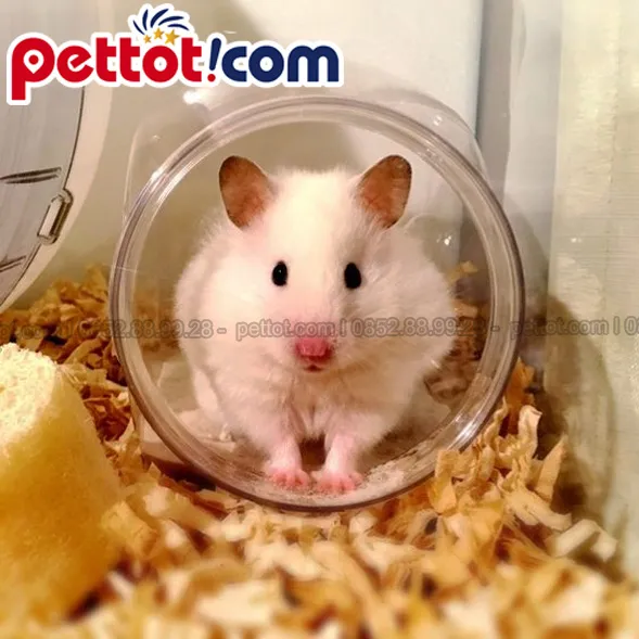 Một số thông tin về chuột Hamster Bear