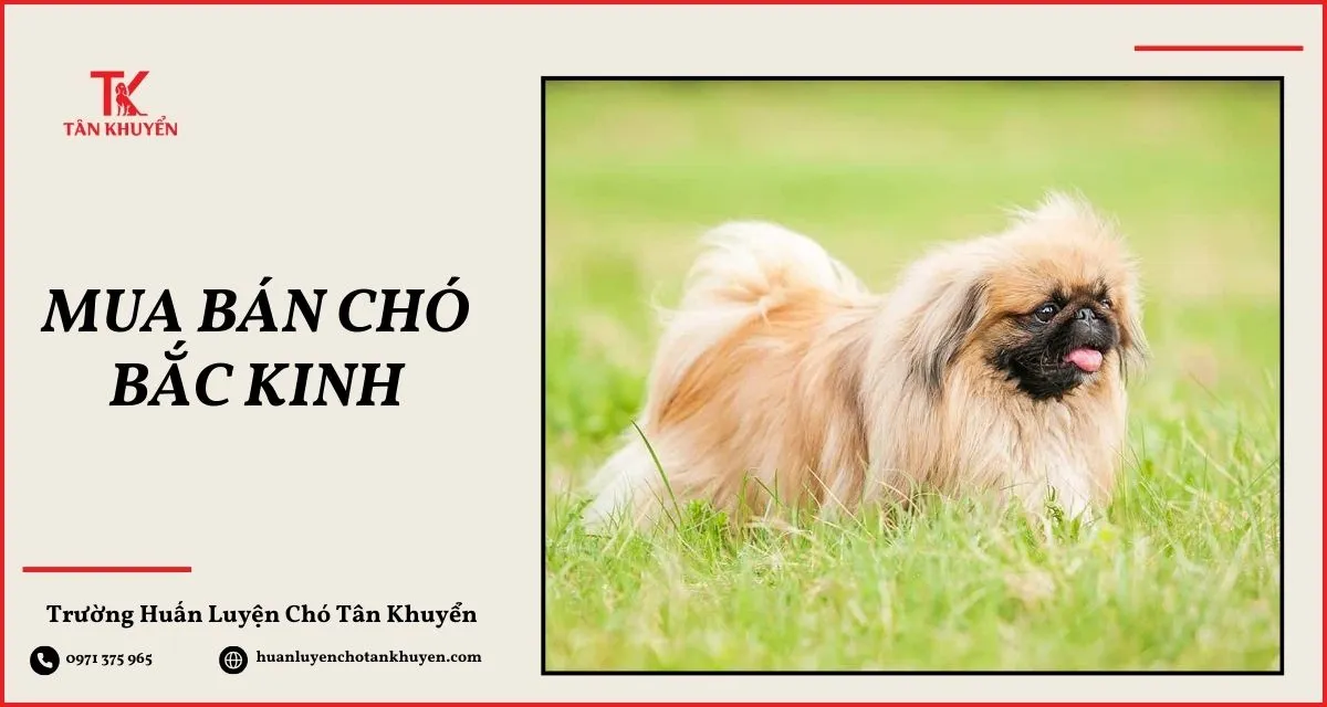 Bán Chó Phốc Sóc Giá Rẻ: Bảng Giá Chi Tiết 2024 Và Hướng Dẫn Mua Bán An Toàn