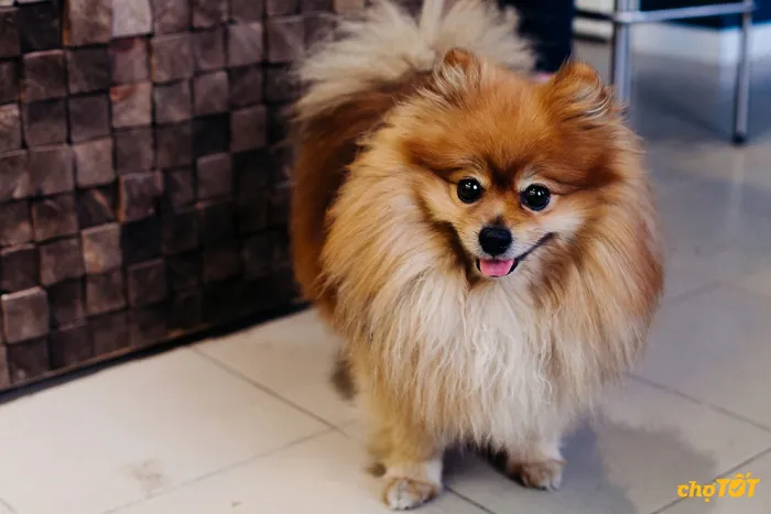 Mua bán chó Fox lai Nhật trên các nền tảng thương mại điện tử uy tín