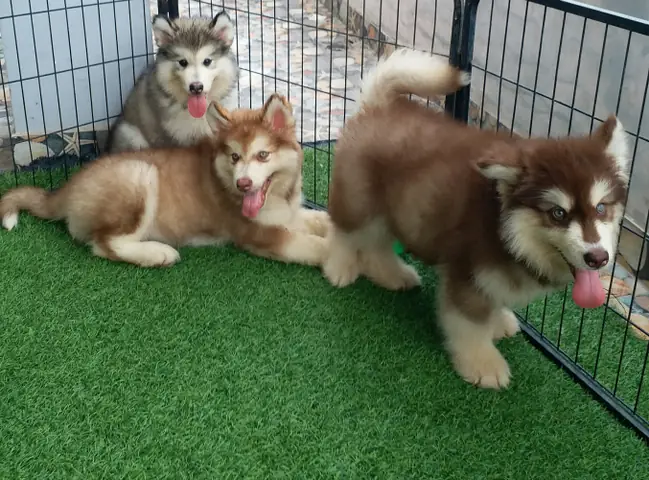 Hướng Dẫn Chi Tiết Cách Nuôi Gà Đá (Gà Chọi) Từ A-Z Cho Người Mới Bắt Đầu