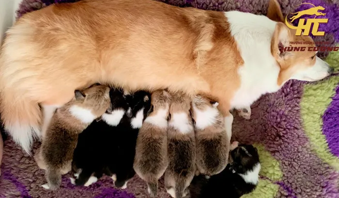 mua chó corgi con thuần chủng nằm trên cỏ, dáng đứng chuẩn, thể hiện chất lượng cao cấp