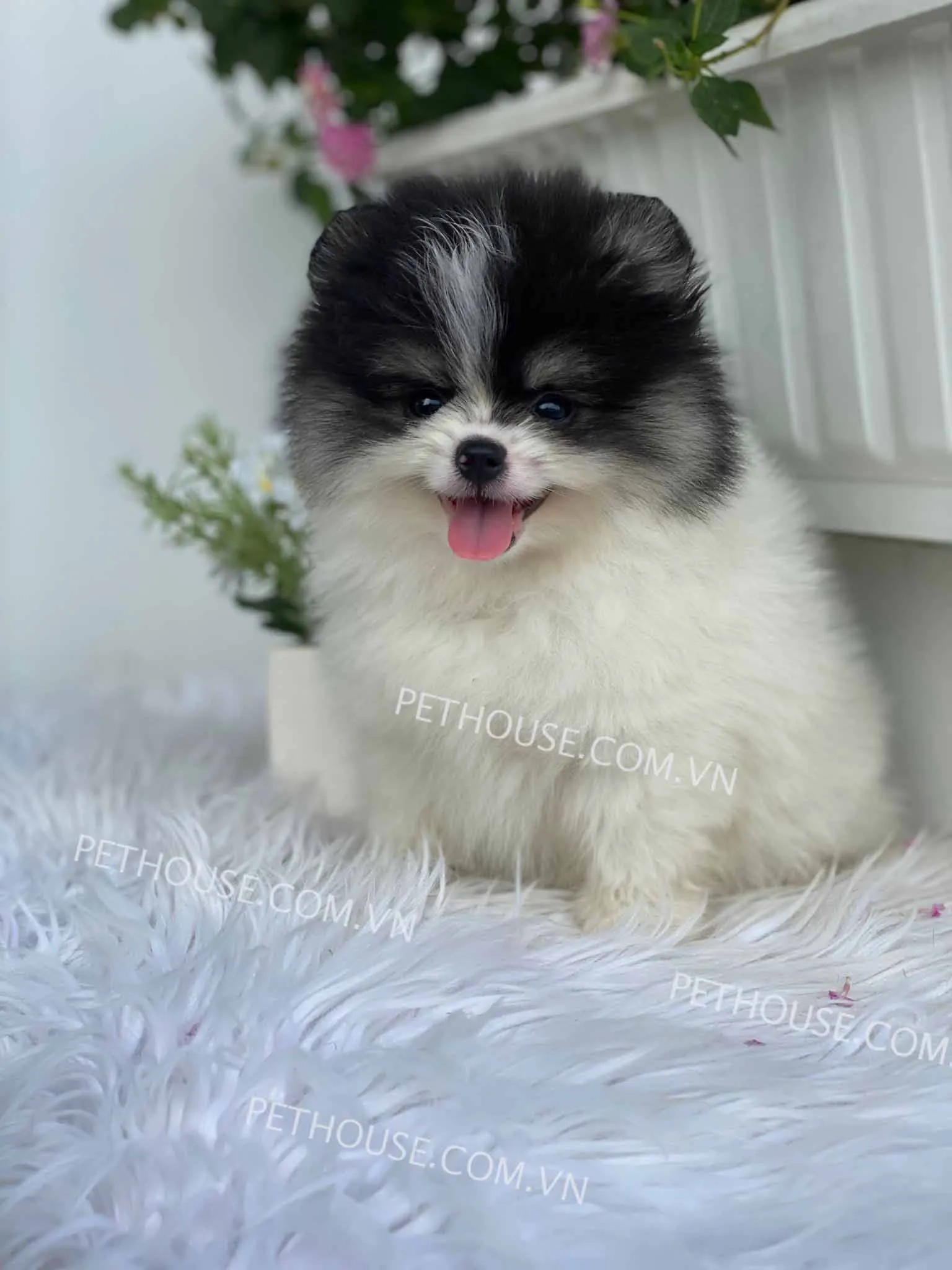 Mua chó Phốc Sóc Party màu hiếm tại các cửa hàng thú cưng uy tín