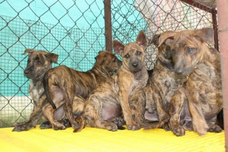 Mua chó xoáy ở trại chó đảo ngọc là yên tâm về chất lượng