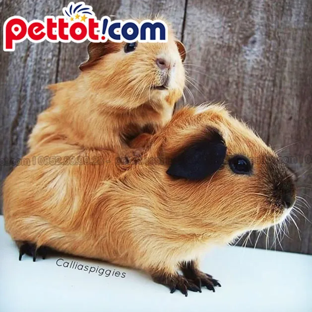 mua chuột lang bọ ú hà nội