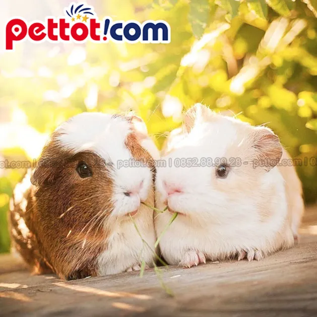 mua chuột lang hà nội