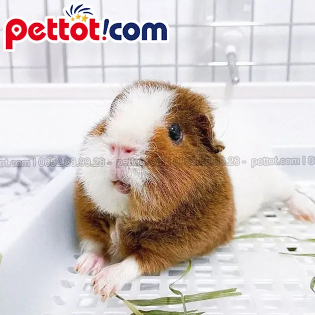 mua chuột lang ở đâu hà nội