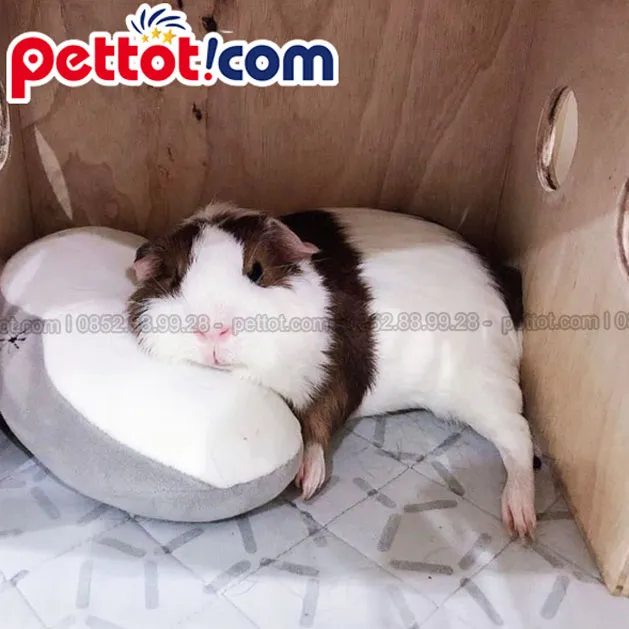 mua chuột lang ở đâu