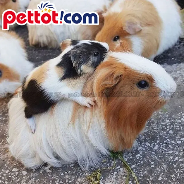 mua chuột lang ở hà nội