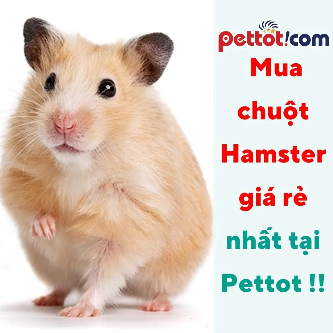 Mua hamster vào buổi tối để đánh giá hoạt động và tính cách của chúng