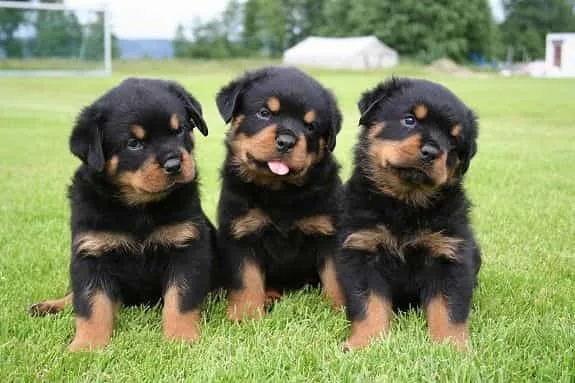 Vệ sinh và chăm sóc lông định kỳ cho chó Rottweiler thuần chủng luôn khỏe mạnh