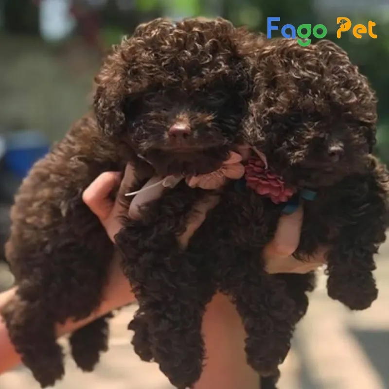 Mức Giá Tham Khảo Của Chó Poodle Màu Socola Tại Việt Nam