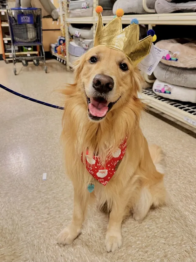 Chó Poodle Sống Được Bao Lâu Và Các Yếu Tố Kéo Dài Tuổi Thọ Chi Tiết