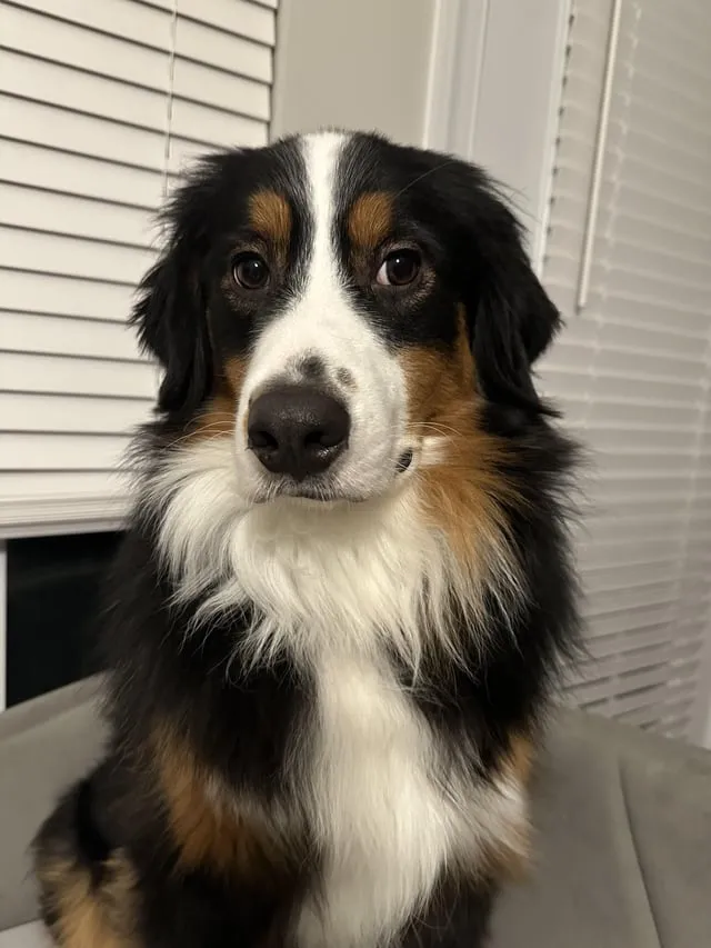 Chó Poodle Lai Nhật Ăn Gì Để Phát Triển Khỏe Mạnh Và Bộ Lông Tuyệt Đẹp