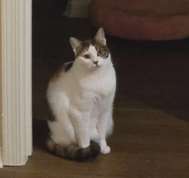 Mèo Mang Thai Bao Lâu Thì Sinh: Hướng Dẫn Chi Tiết Từ Chuyên Gia