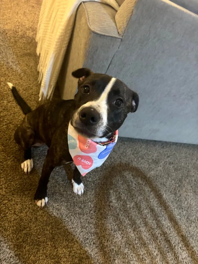 Chó Pitbull Đẻ Bao Nhiêu Con? Hướng Dẫn Chăm Sóc Sinh Sản Toàn Diện